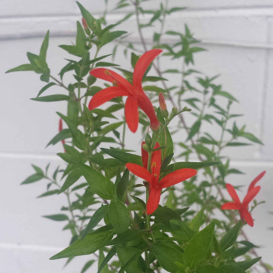 Flame Acanthus in the GardenTags plant encyclopedia