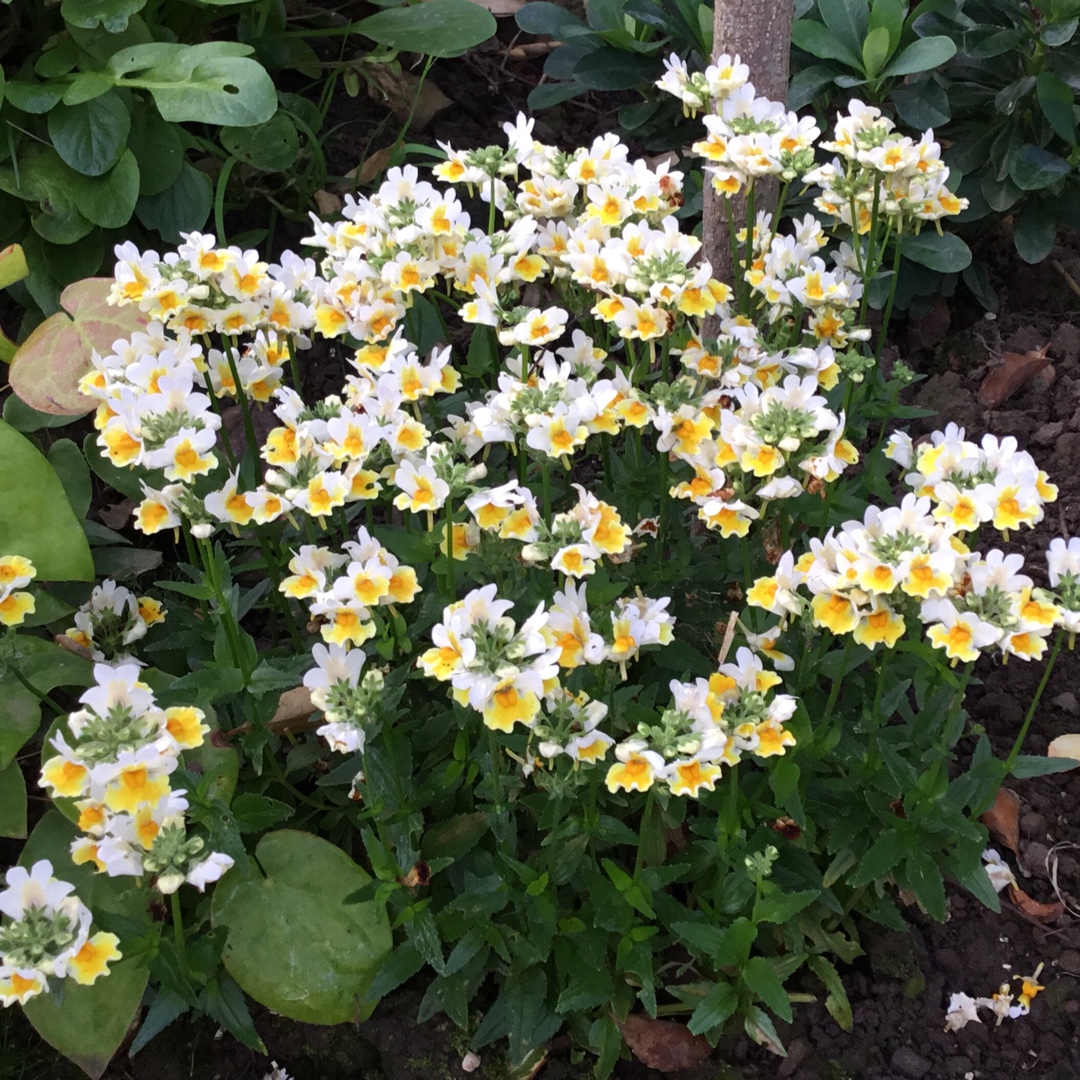 Nemesia Sunpeddle Yellow White in the GardenTags plant encyclopedia