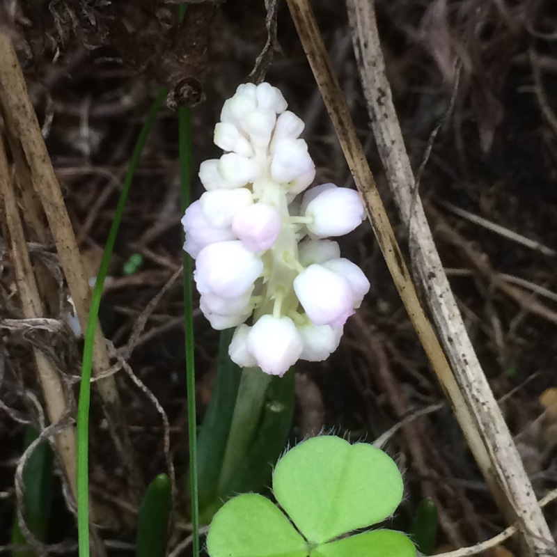 Grape Hyacinth Pink Sunrise in the GardenTags plant encyclopedia