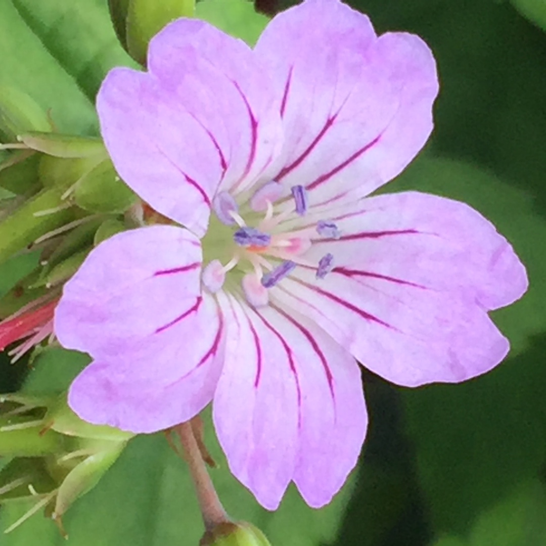 Knotted Cranesbill Svelte Lilac in the GardenTags plant encyclopedia