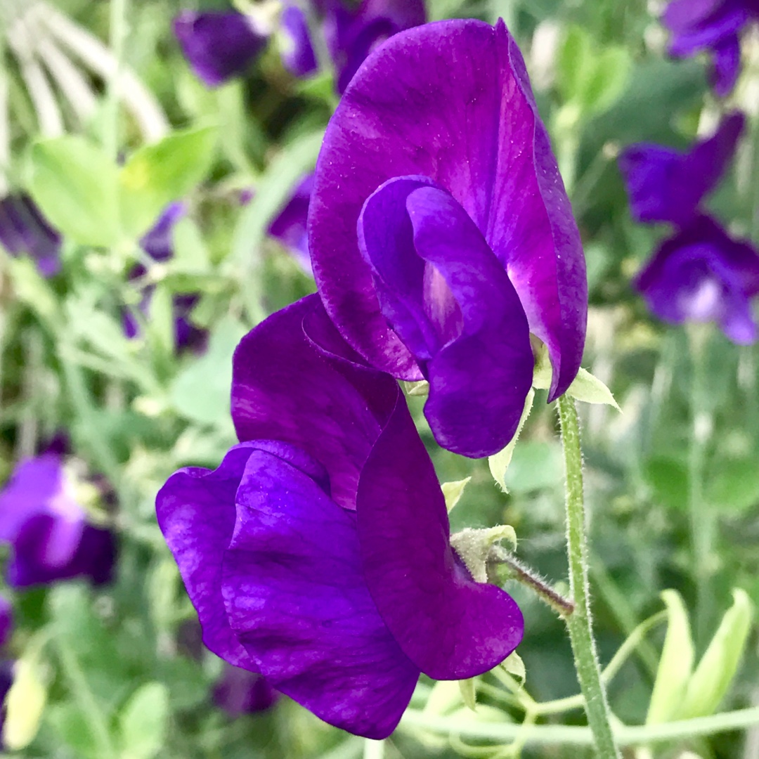 Sweet Pea King Size Navy Blue in the GardenTags plant encyclopedia