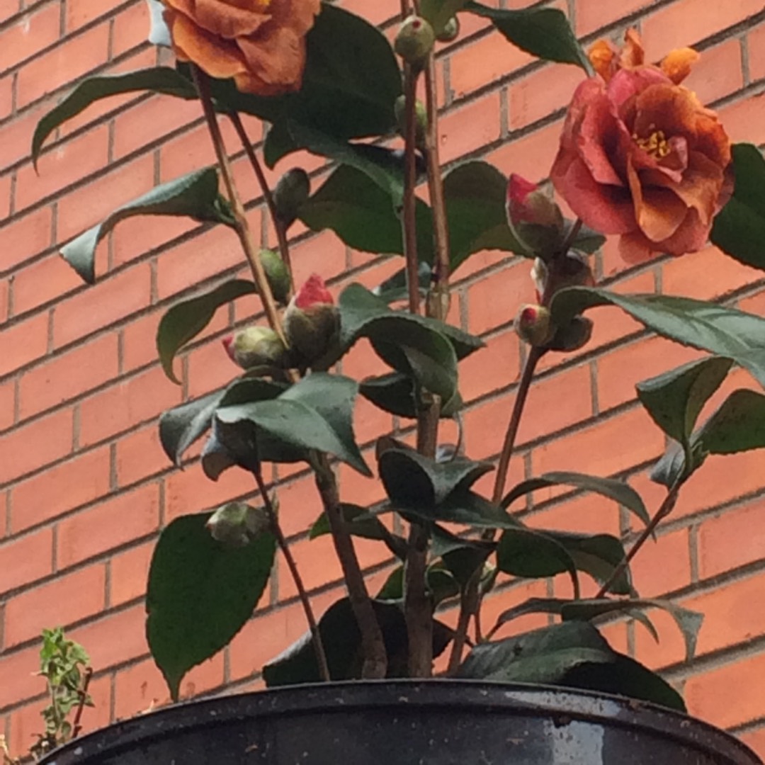 Camellia Bonanza in the GardenTags plant encyclopedia