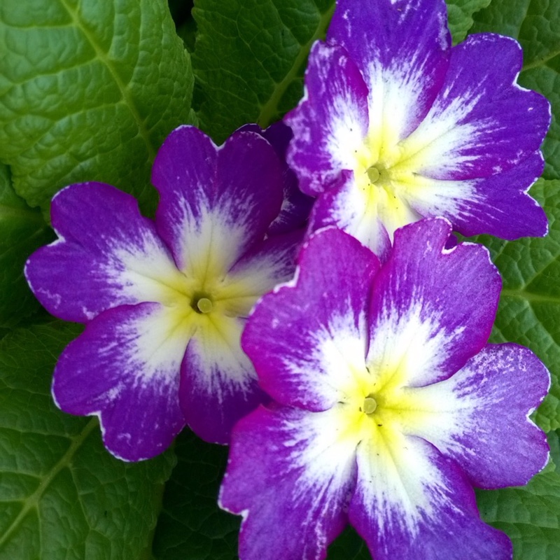 Primrose Husky Blue Bicolour in the GardenTags plant encyclopedia