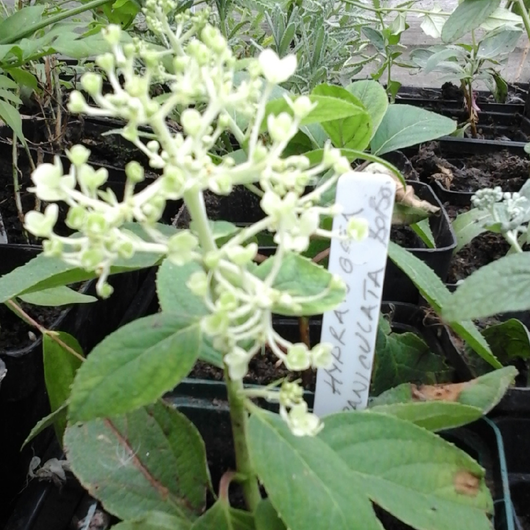 Hydrangea  Bobo in the GardenTags plant encyclopedia