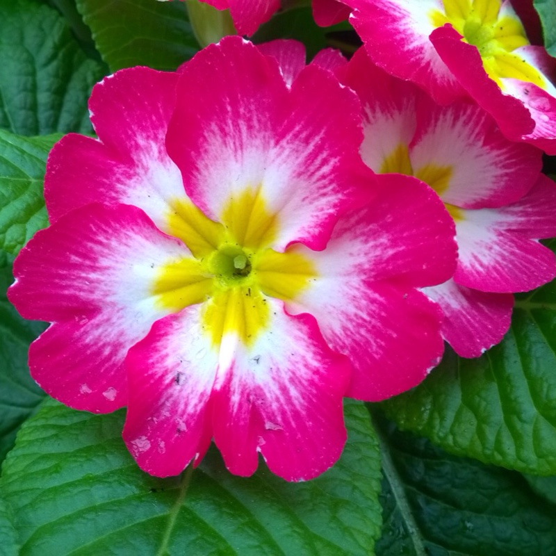 Primrose Husky Rose Bicolour in the GardenTags plant encyclopedia