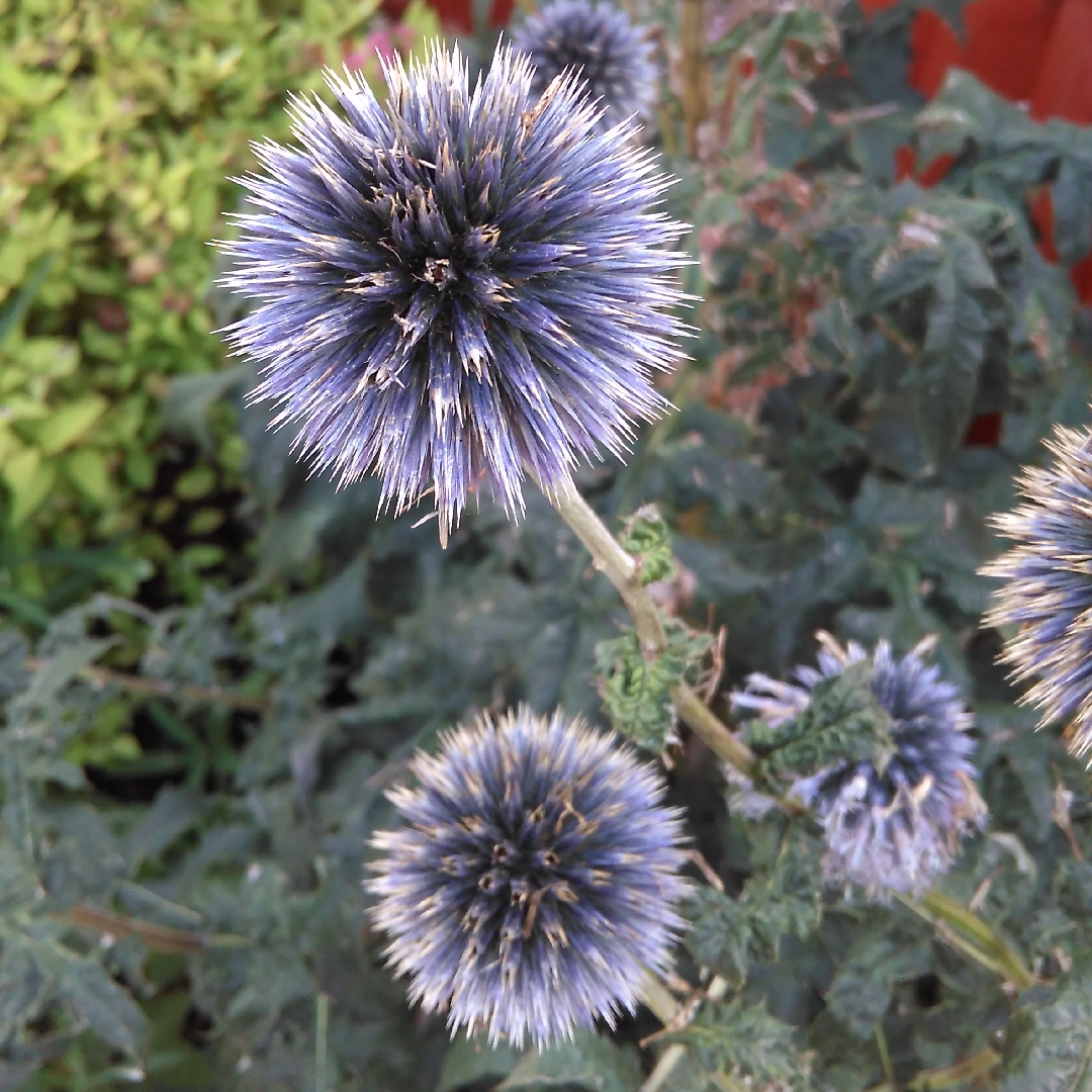 Globe Thistle Blue Glow in the GardenTags plant encyclopedia