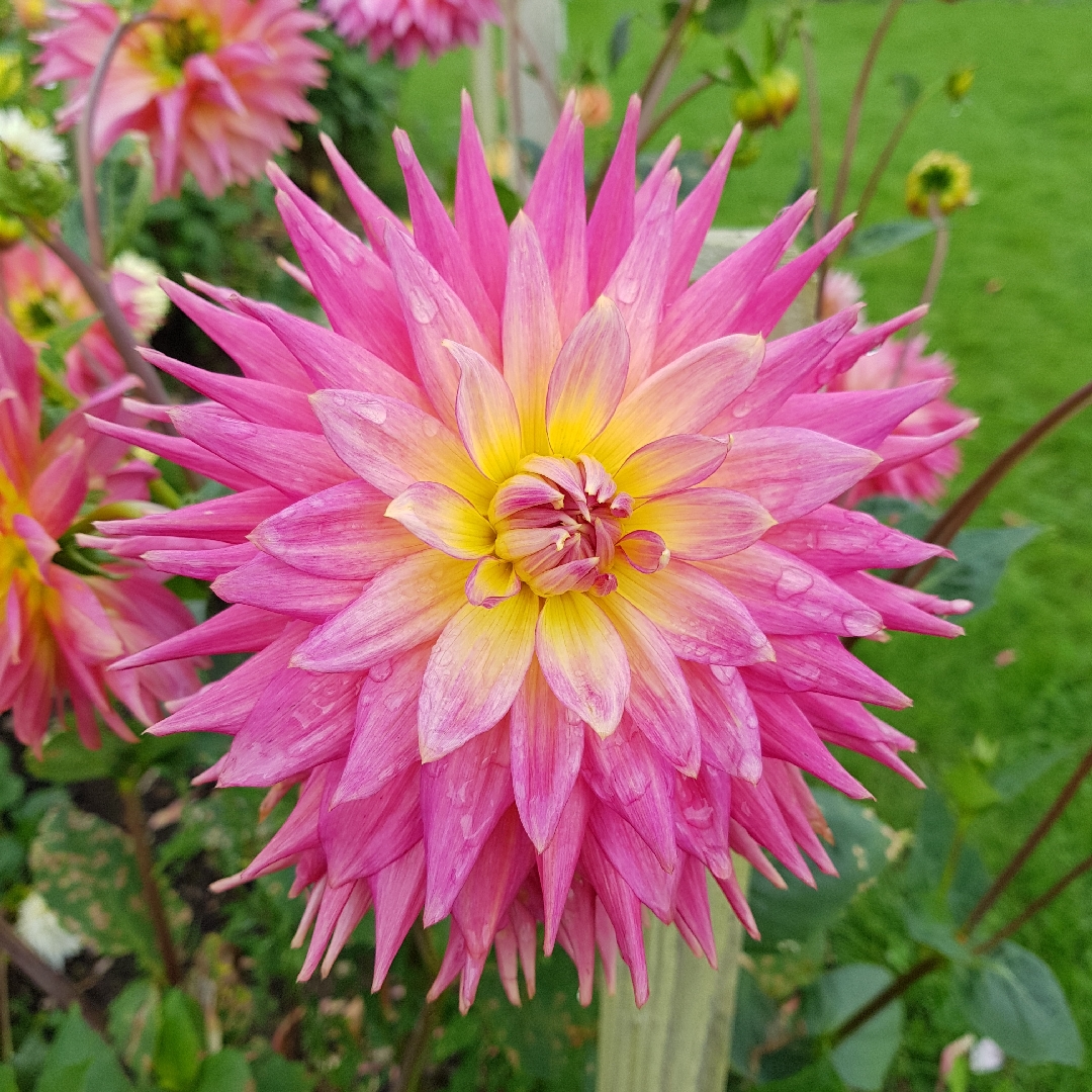 Dahlia Candy Keene (Semi-cactus) in the GardenTags plant encyclopedia