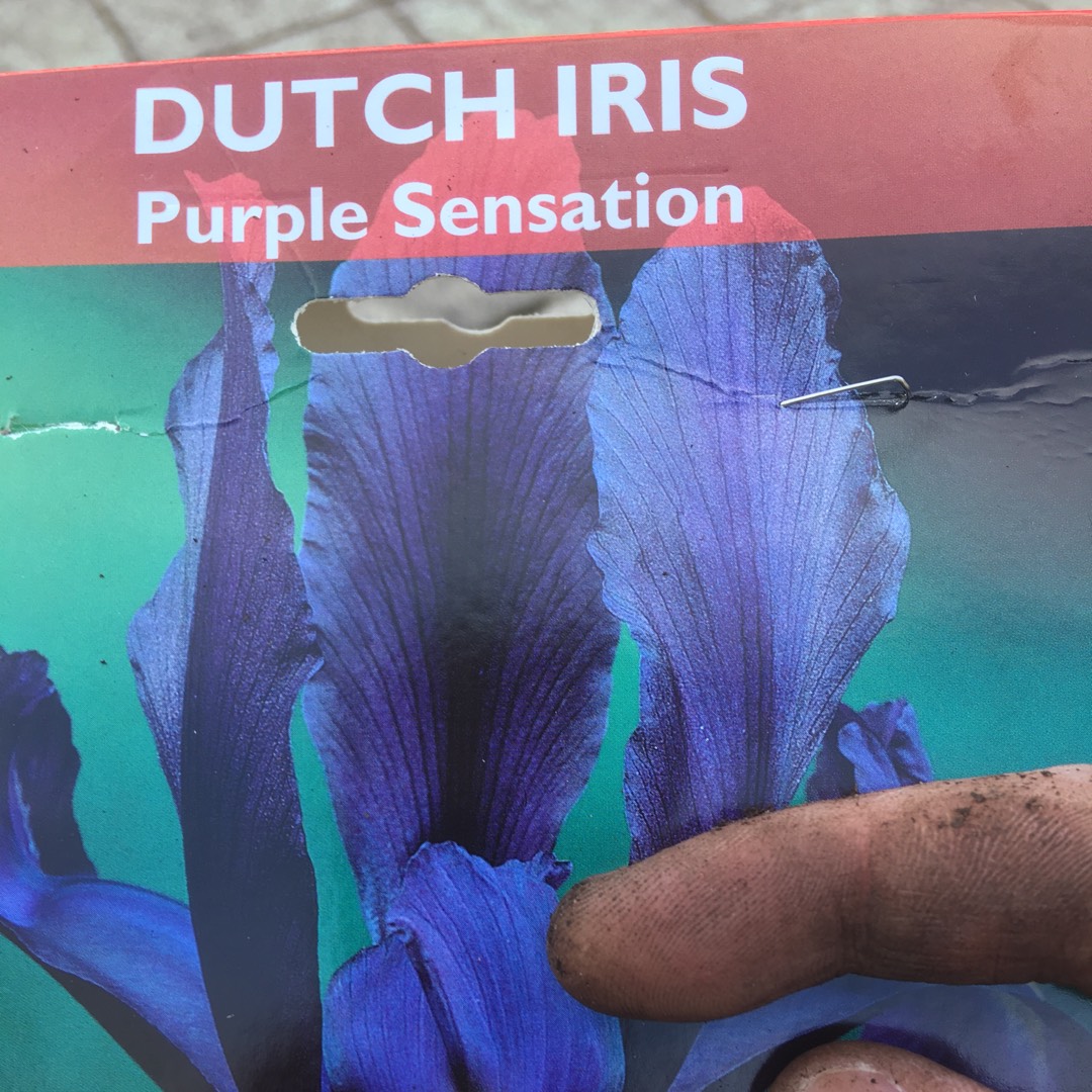 Dutch Iris Purple Sensation in the GardenTags plant encyclopedia