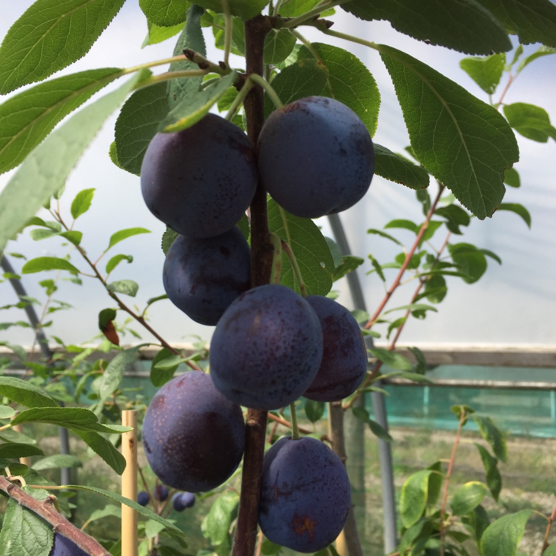 Damson Merryweather in the GardenTags plant encyclopedia