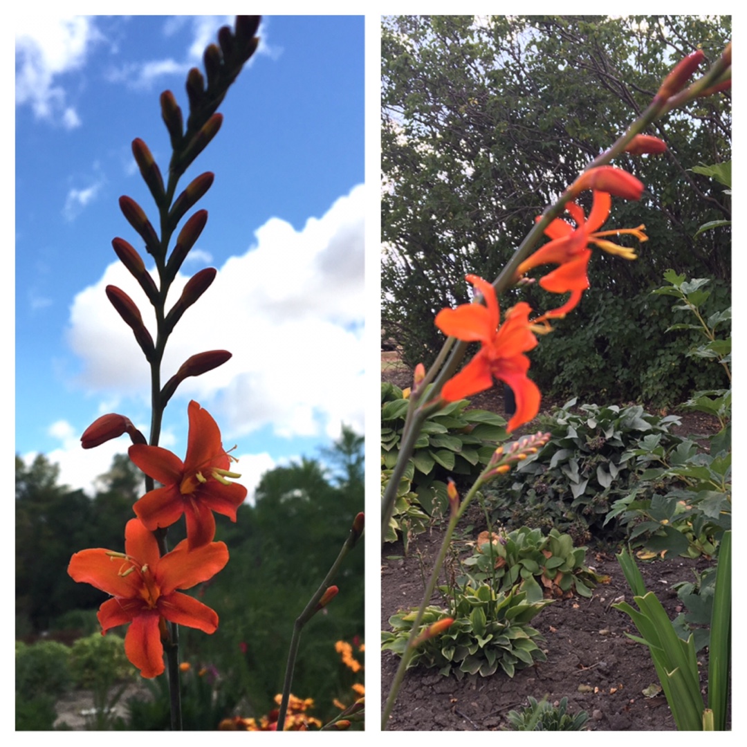 Montbretia Fire King in the GardenTags plant encyclopedia