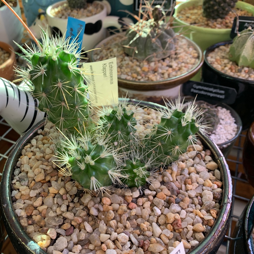 Echinocereus scheeri in the GardenTags plant encyclopedia