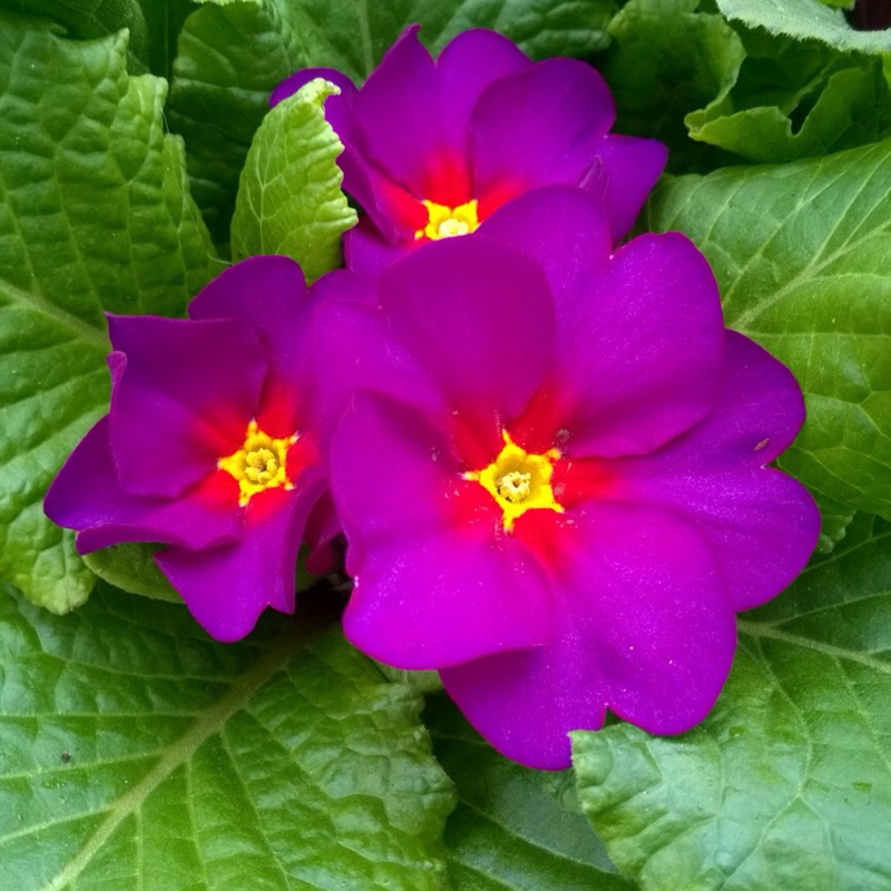 Primrose Husky Pheasant Eye. in the GardenTags plant encyclopedia