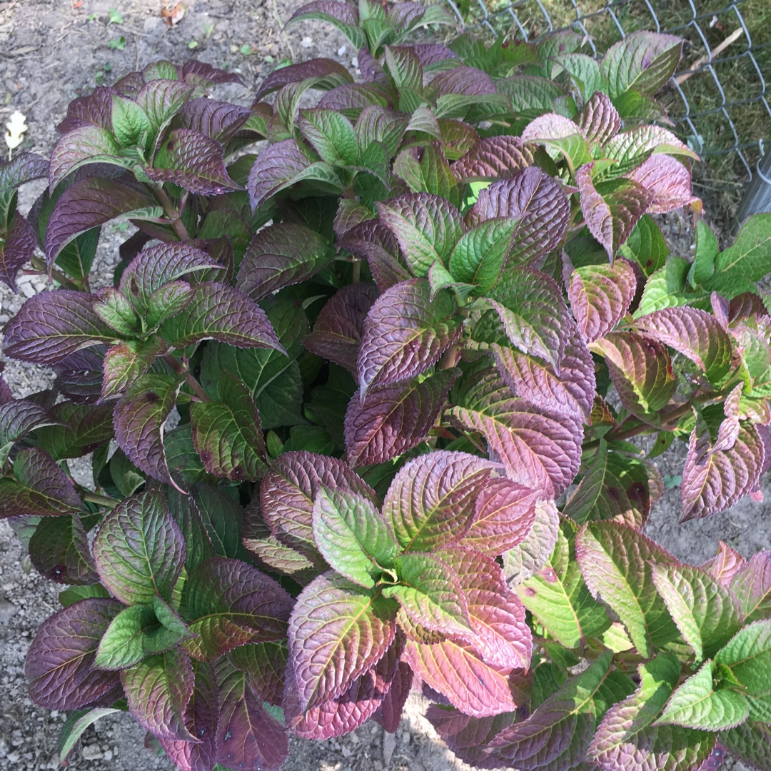 Mountain Hydrangea Tuff Stuff Red in the GardenTags plant encyclopedia