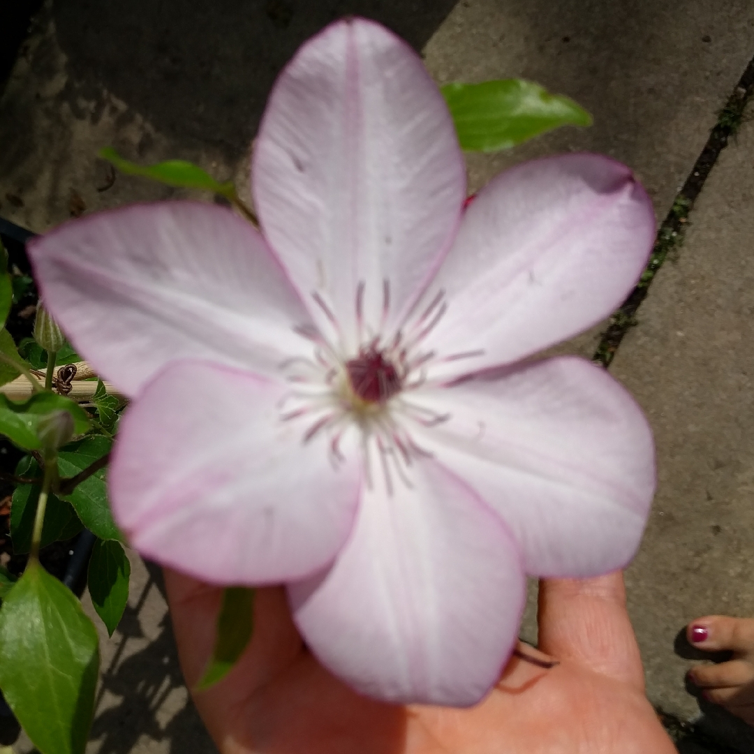 Clematis Omoshiro in the GardenTags plant encyclopedia