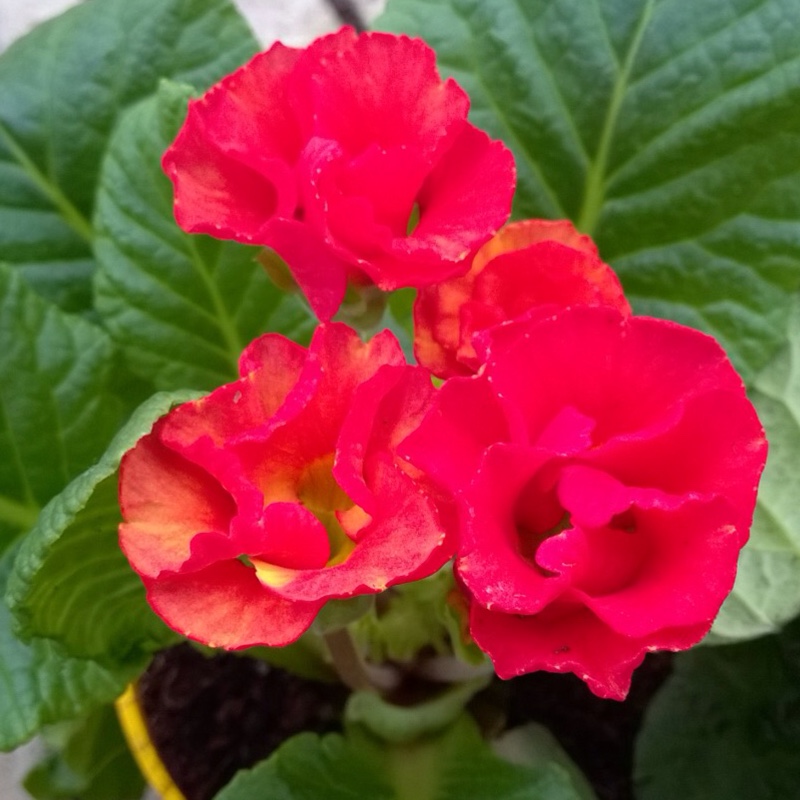 Primula Primlet Rose in the GardenTags plant encyclopedia