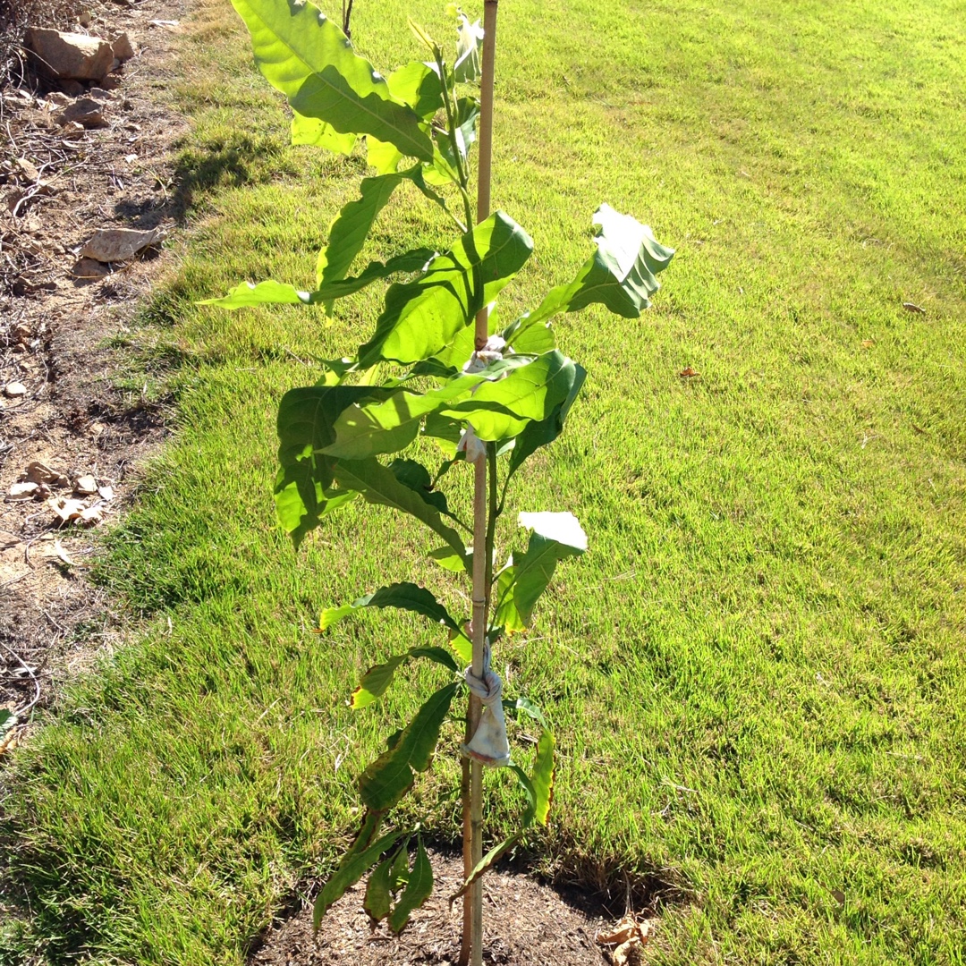 Abiu Tree in the GardenTags plant encyclopedia