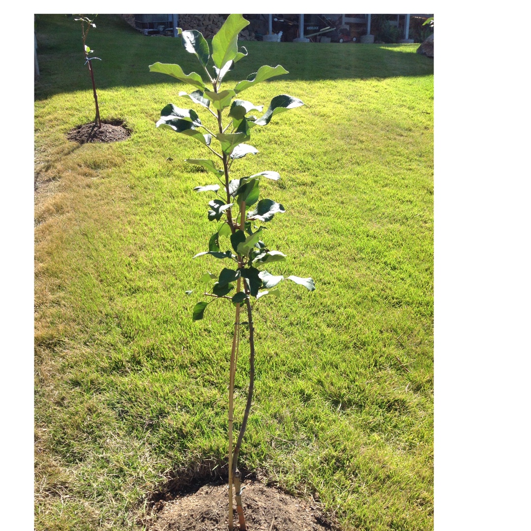 Apple Dorsett Golden in the GardenTags plant encyclopedia