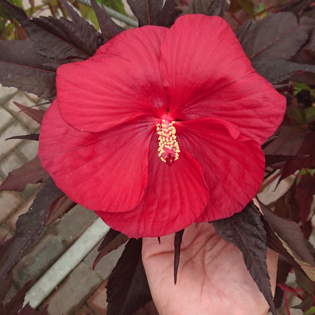 Hibiscus Giant Red in the GardenTags plant encyclopedia