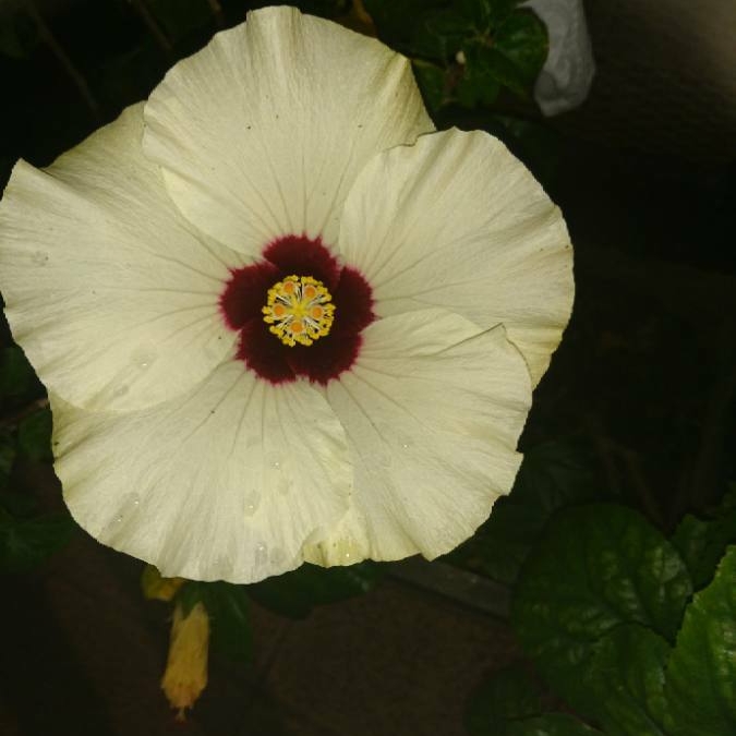 Hibiscus Luna White in the GardenTags plant encyclopedia