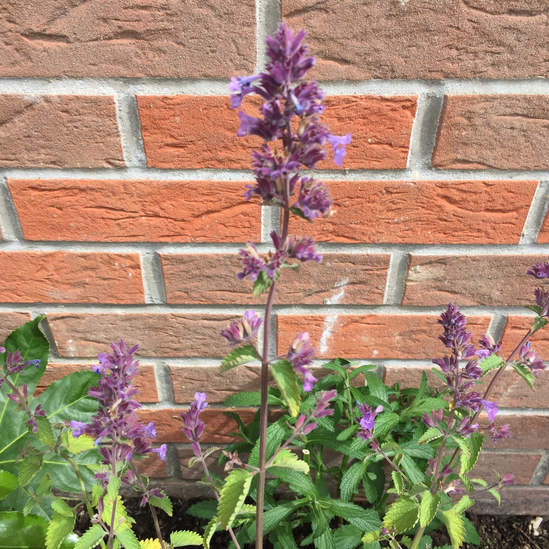 Catmint Grog in the GardenTags plant encyclopedia