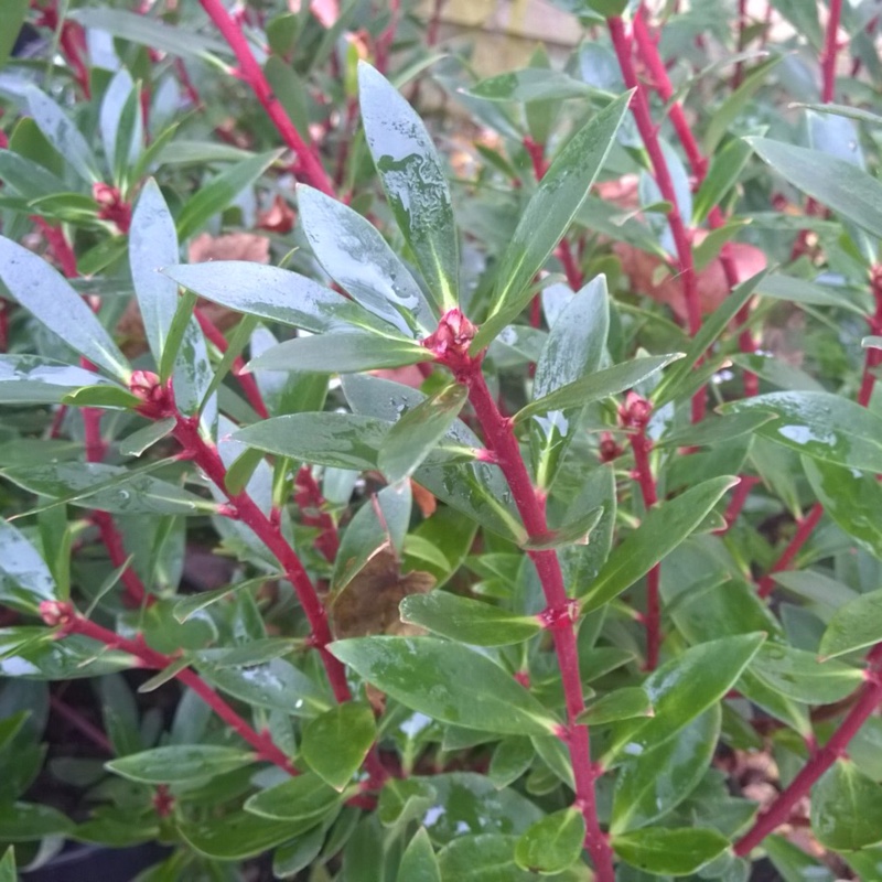 Mountain Pepper. in the GardenTags plant encyclopedia