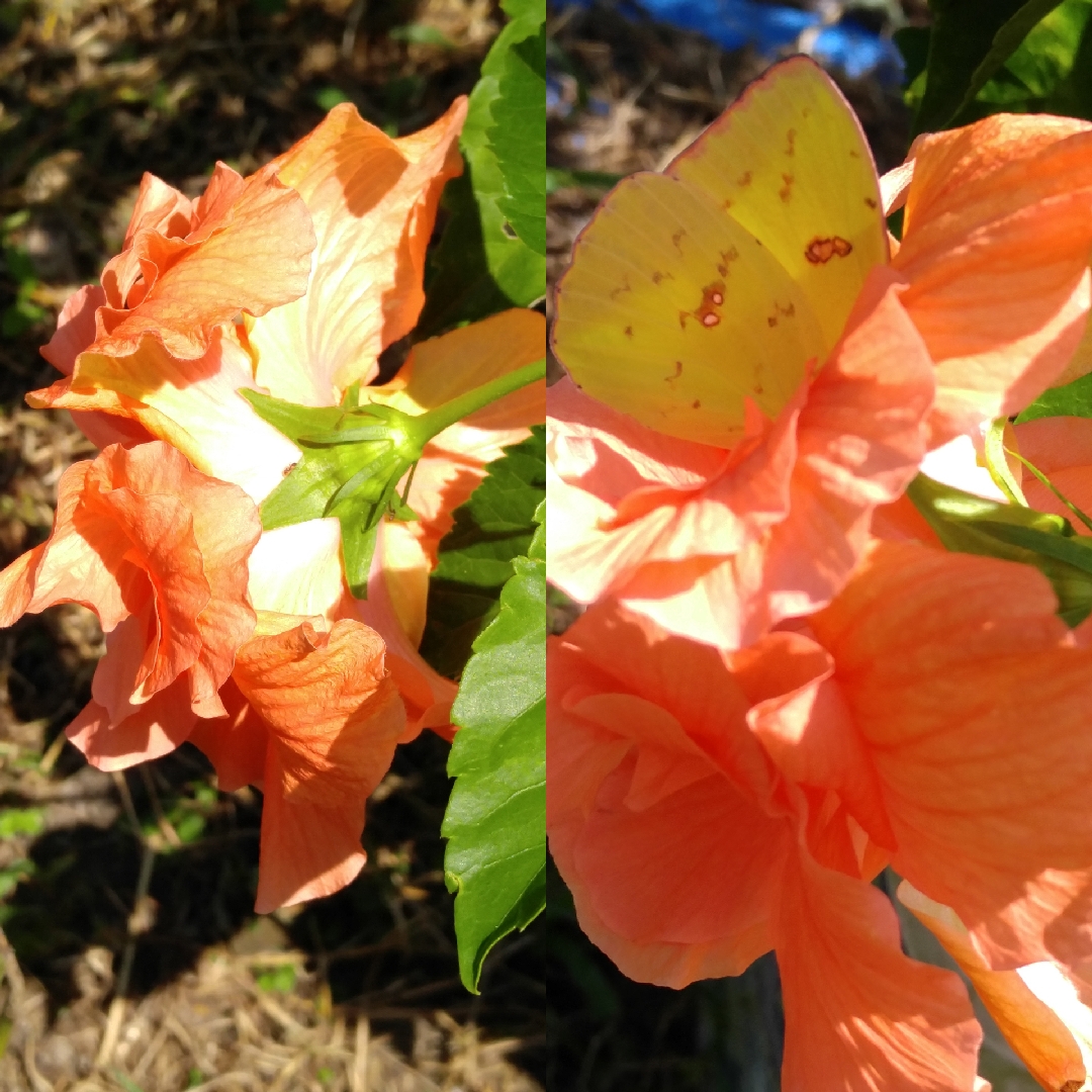 Tropical Hibiscus Apricot Brandy in the GardenTags plant encyclopedia