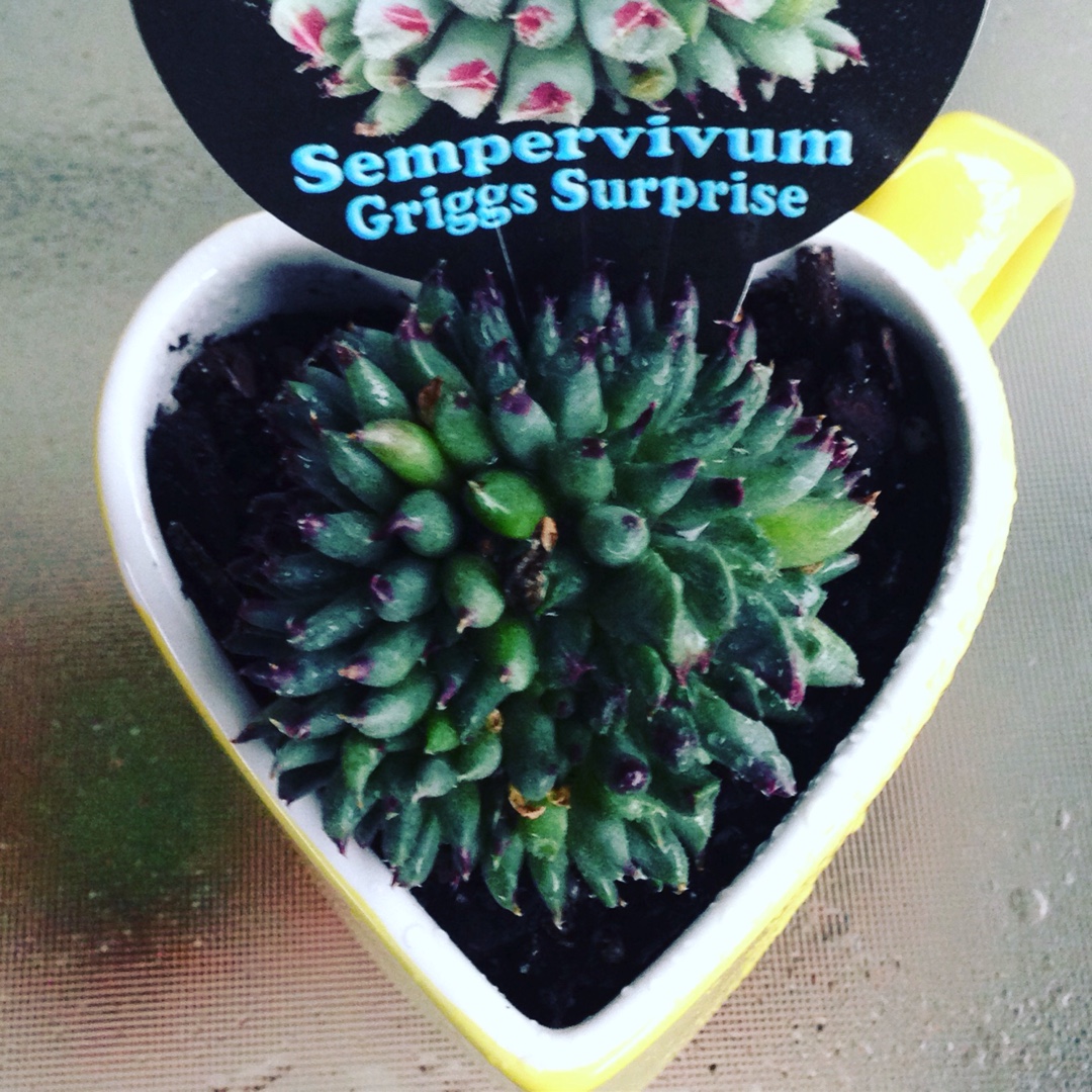 Sempervivum Calcareum Griggs Surprise in the GardenTags plant encyclopedia