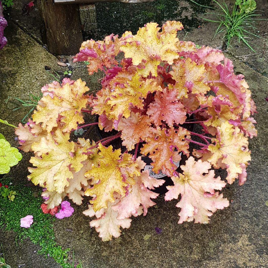 Alumroot Zipper in the GardenTags plant encyclopedia