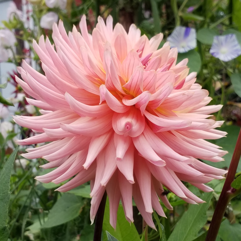 Dahlia Preference in the GardenTags plant encyclopedia