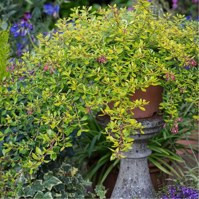 Escallonia Golden Carpet in the GardenTags plant encyclopedia