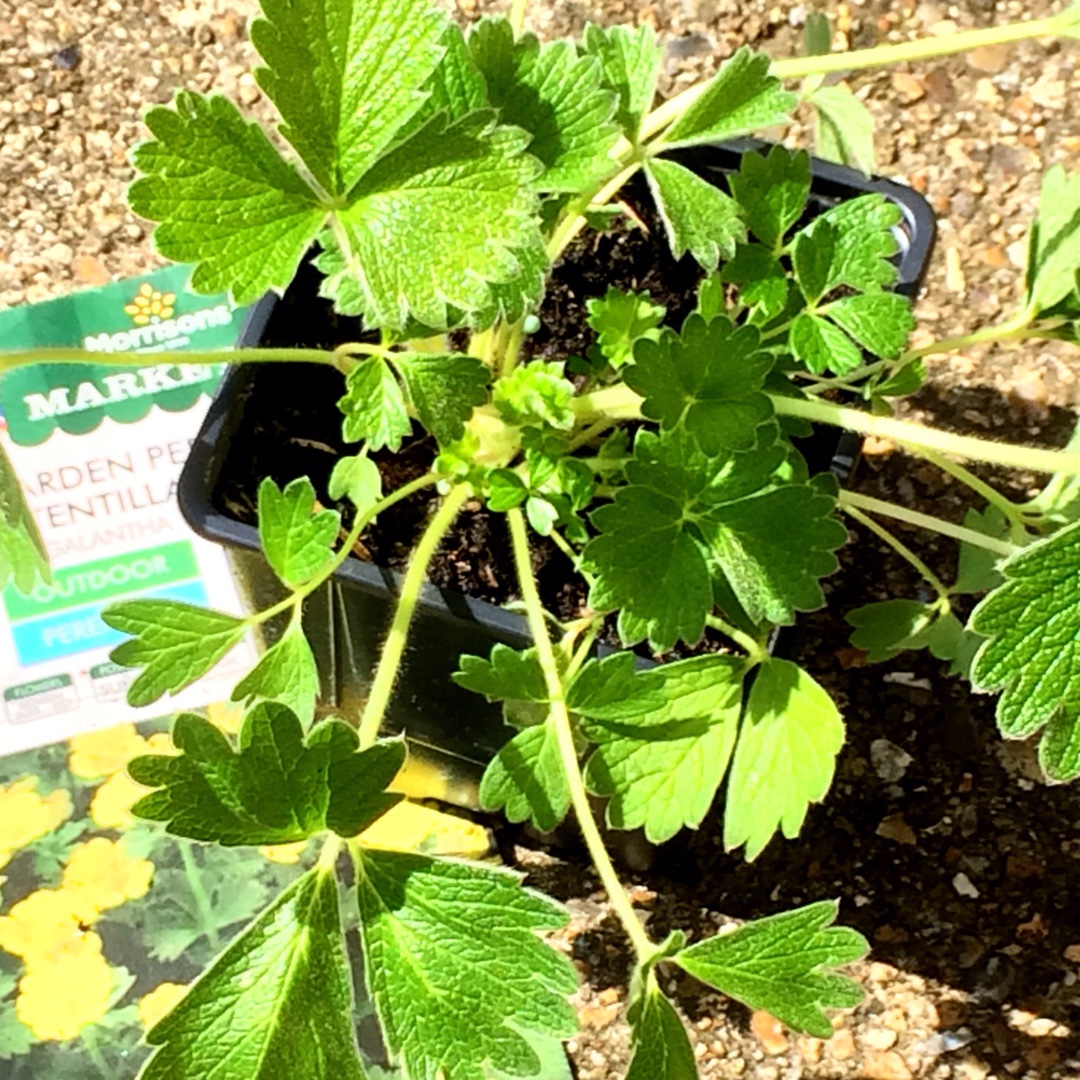 Woolly Cinquefoil in the GardenTags plant encyclopedia