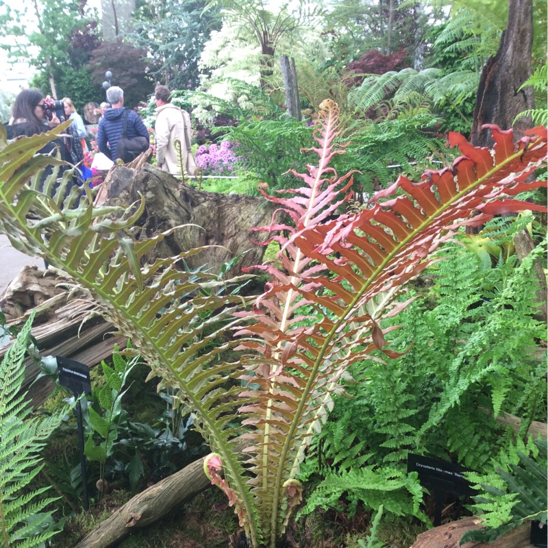 Dwarf Brazilian Tree Fern in the GardenTags plant encyclopedia