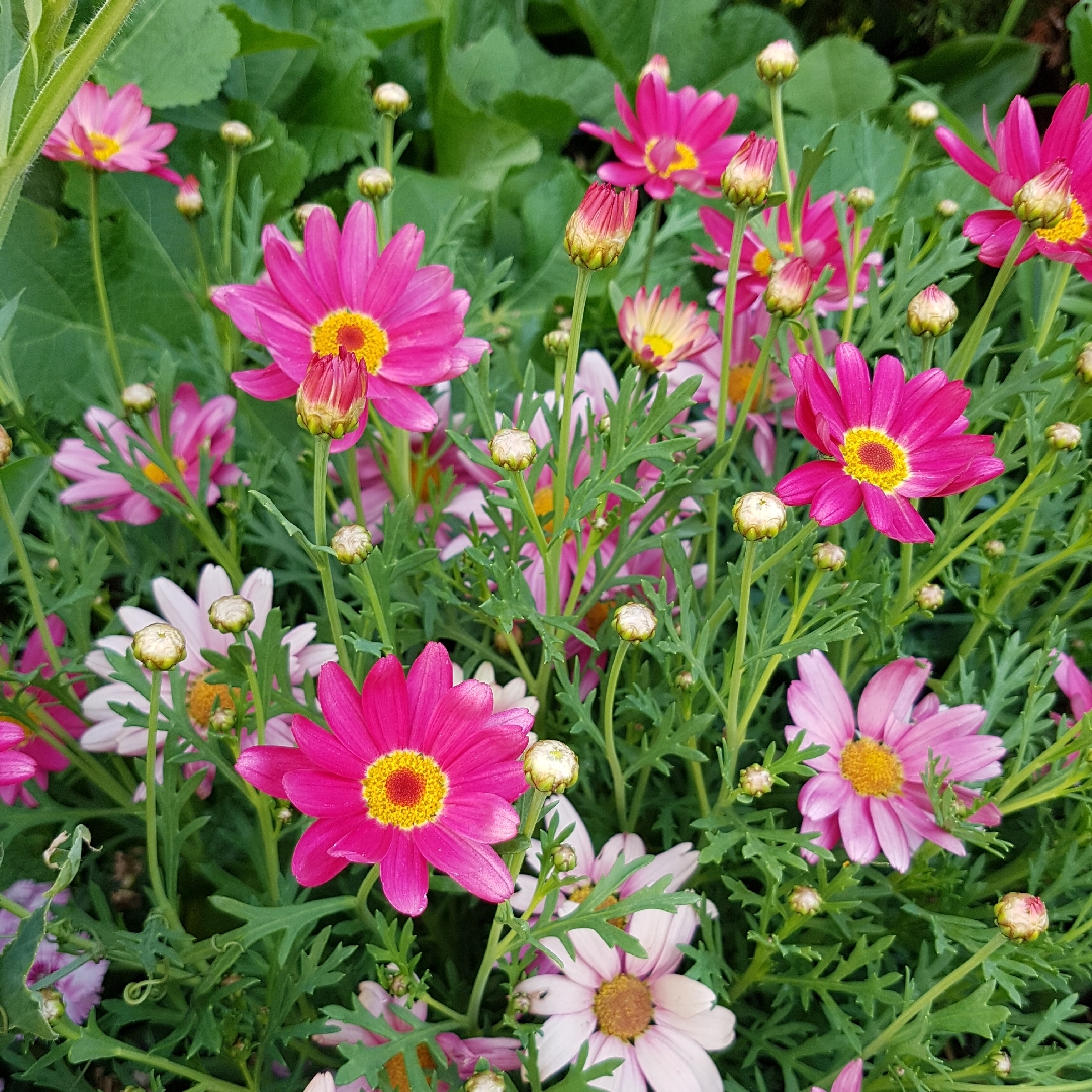 Marguerite Super Chameleon in the GardenTags plant encyclopedia