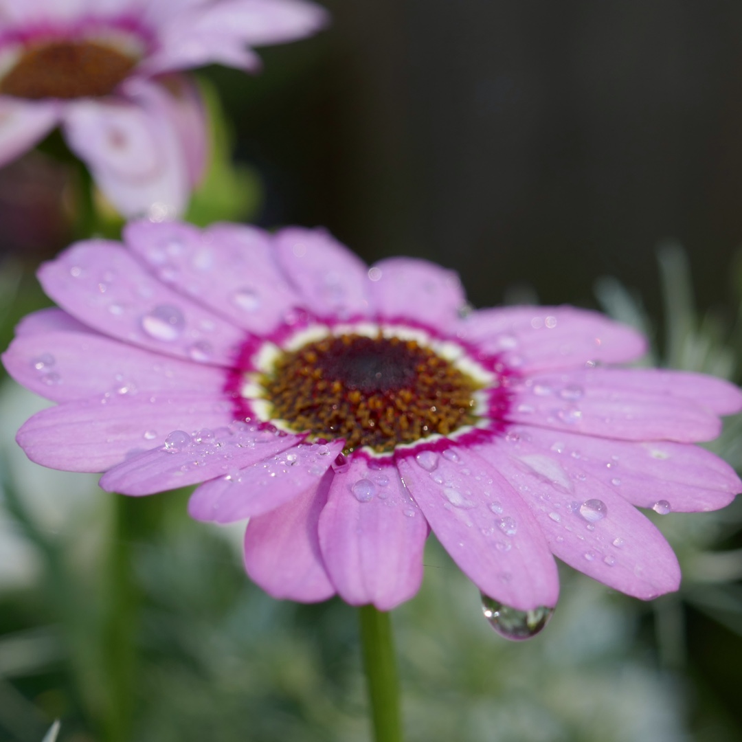 Marguerite Pink Halo in the GardenTags plant encyclopedia