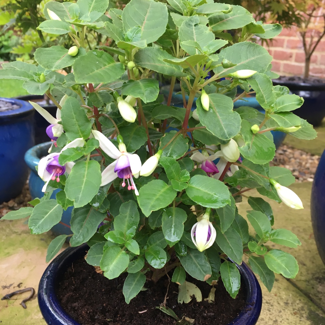 Fuchsia Jollies Macon in the GardenTags plant encyclopedia