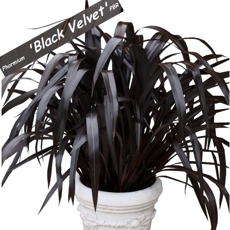 New Zealand Flax Black Velvet in the GardenTags plant encyclopedia