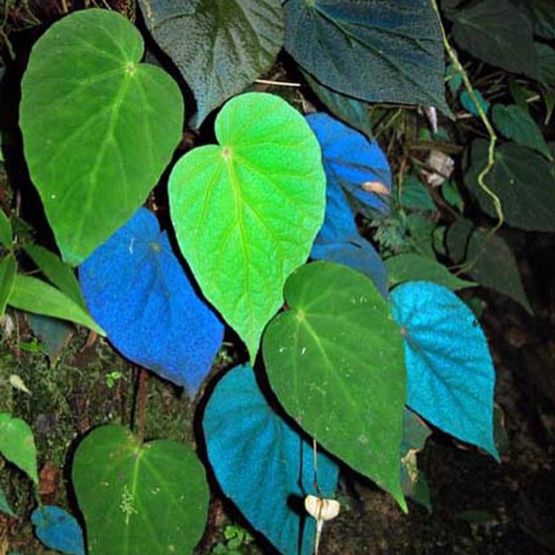 Peacock Begonia in the GardenTags plant encyclopedia