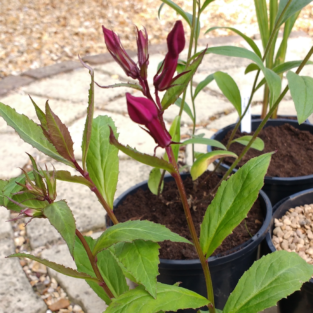 Lobelia Sparkling Ruby in the GardenTags plant encyclopedia