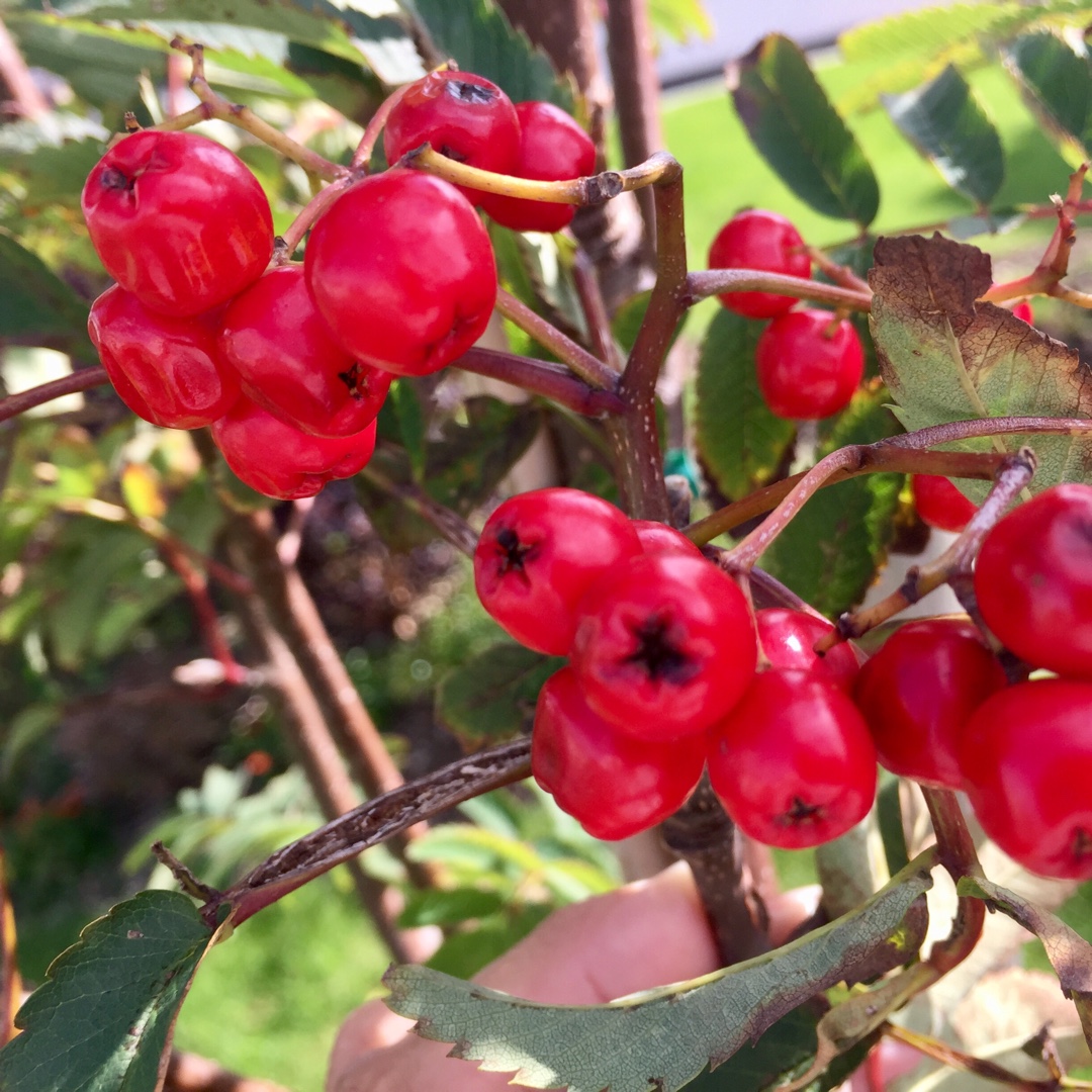 Mountain Ash Sheerwater Seedling in the GardenTags plant encyclopedia