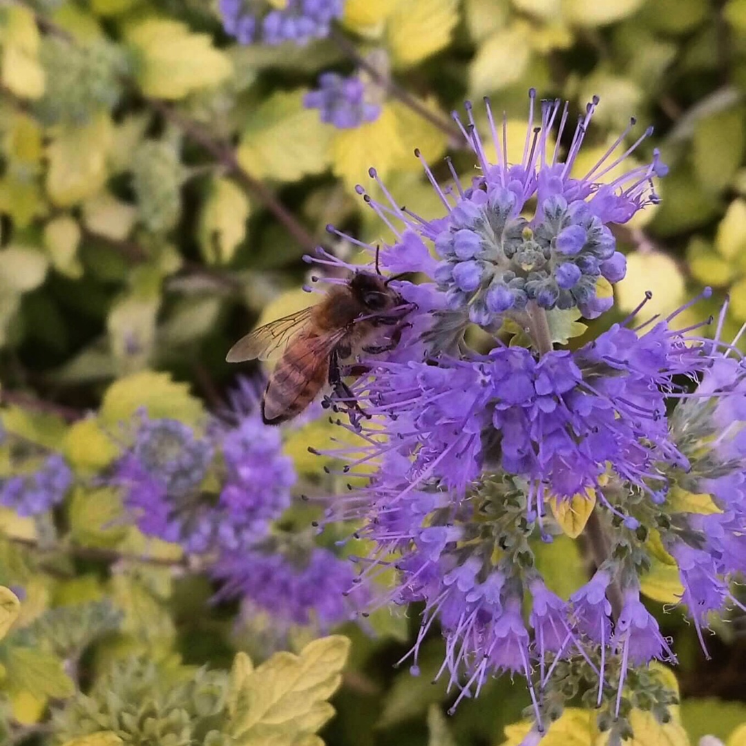 Bluebeard in the GardenTags plant encyclopedia