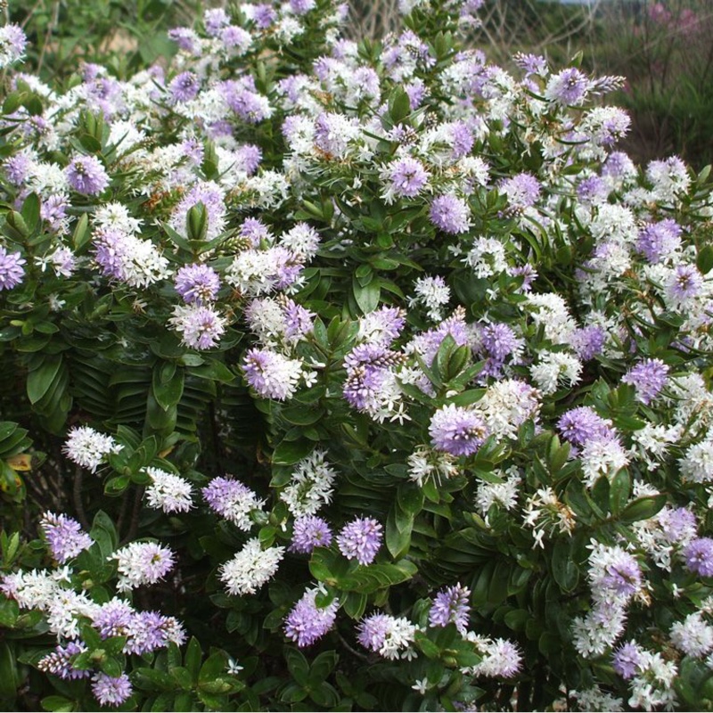 Shrubby Veronica High Voltage in the GardenTags plant encyclopedia