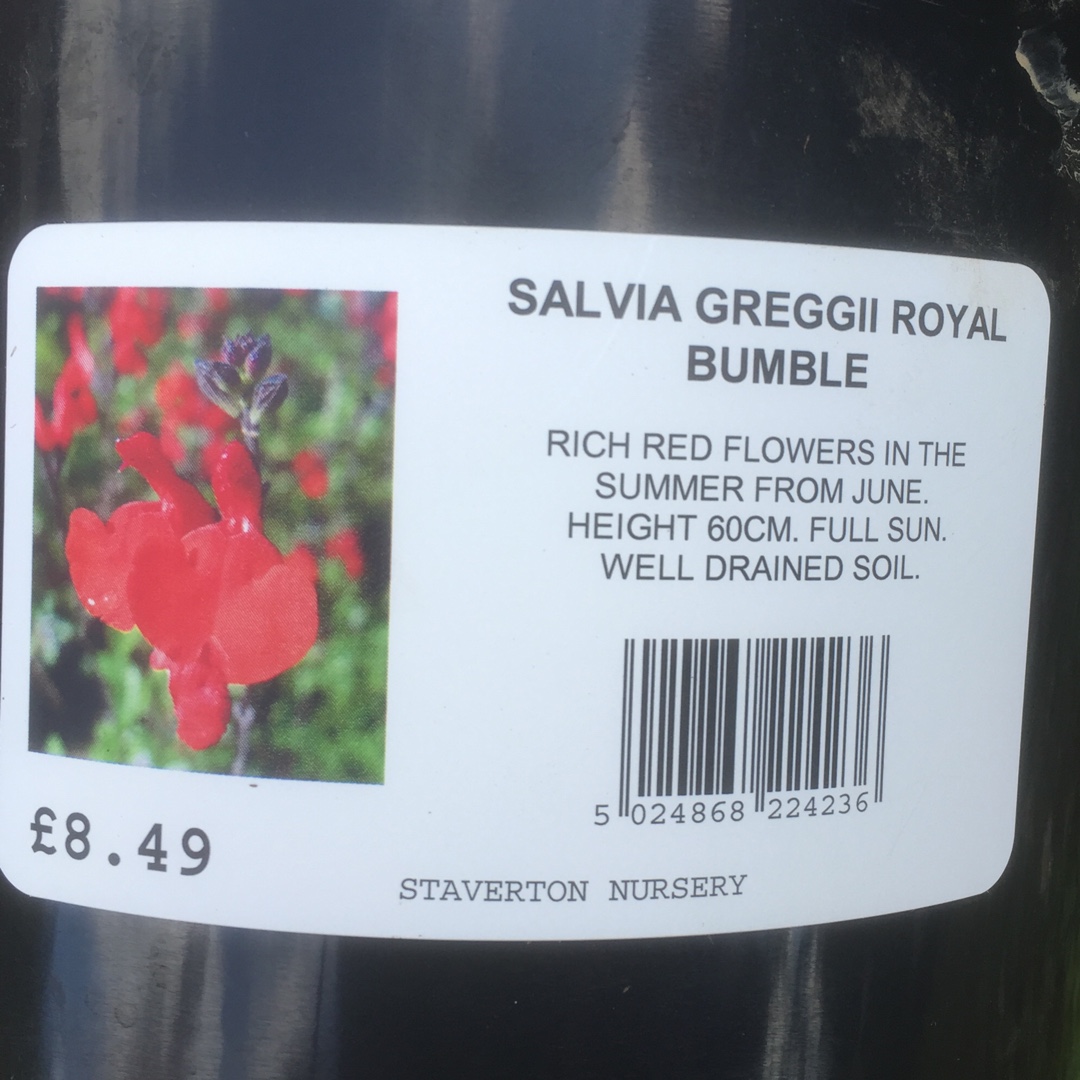 Salvia Royal Bumble in the GardenTags plant encyclopedia