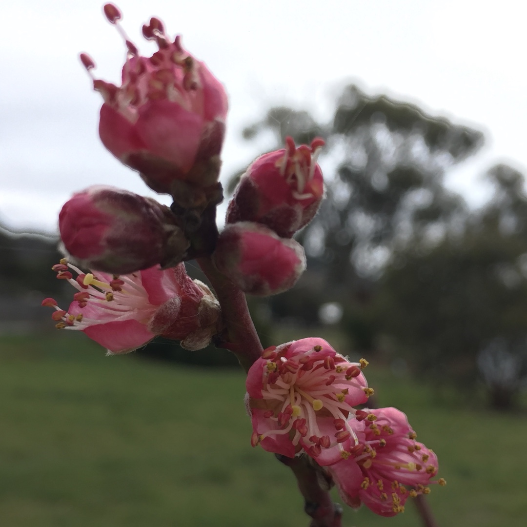 Peach Redhaven in the GardenTags plant encyclopedia