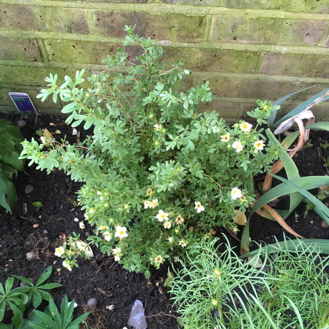 Shrubby Cinquefoil Limelight in the GardenTags plant encyclopedia