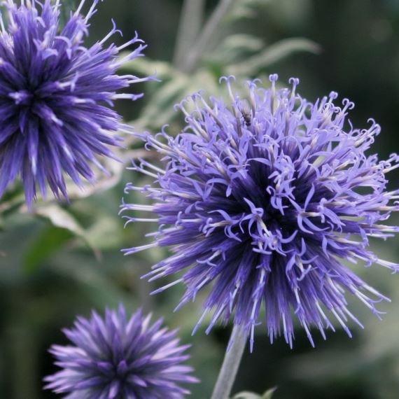 Globe Thistle Taplow Blue in the GardenTags plant encyclopedia