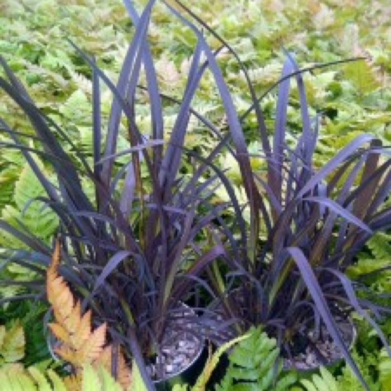 New Zealand Flax Back In Black in the GardenTags plant encyclopedia