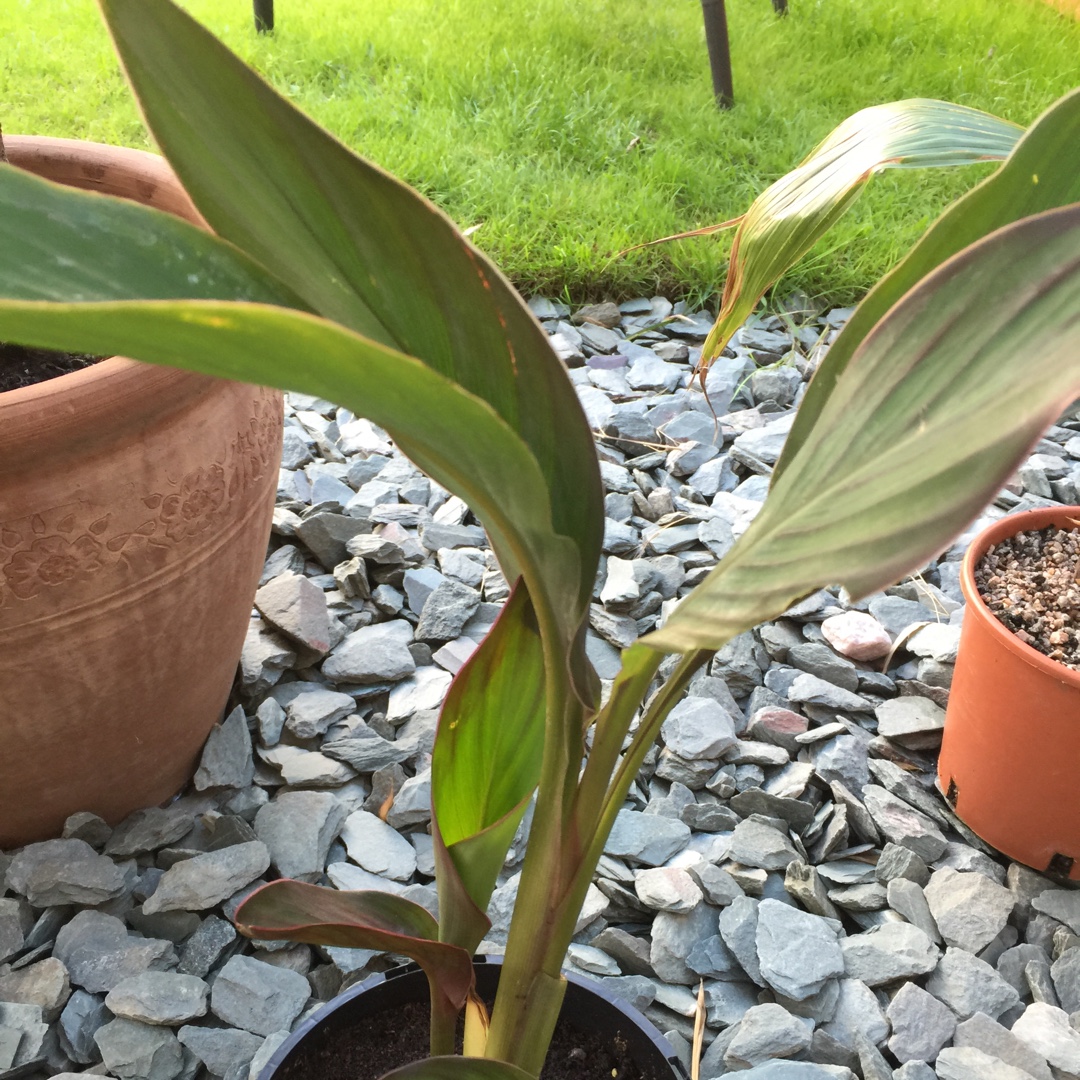 Canna Musifolia in the GardenTags plant encyclopedia