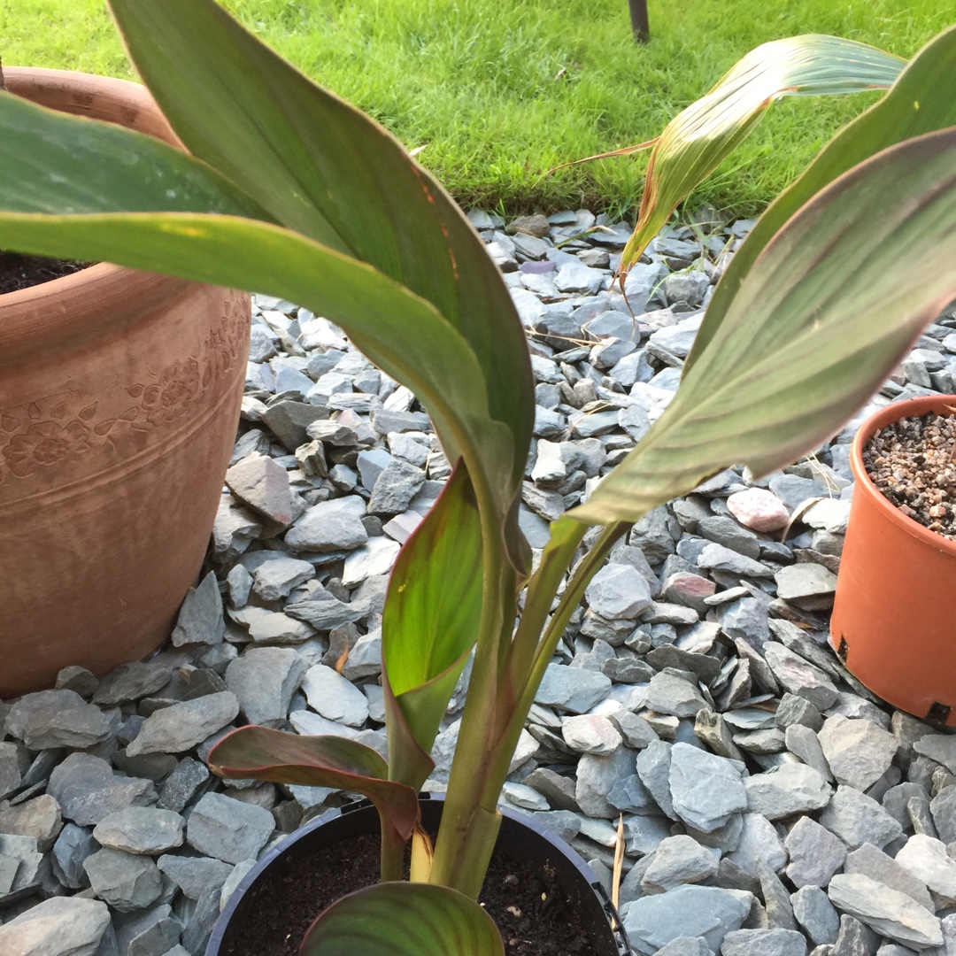 Canna Eric Neubert in the GardenTags plant encyclopedia