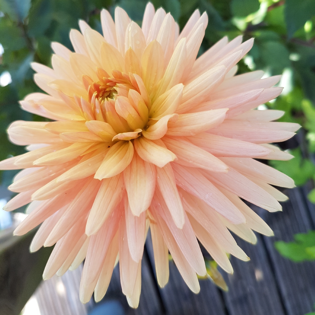 Dahlia Embrace (Cactus) in the GardenTags plant encyclopedia