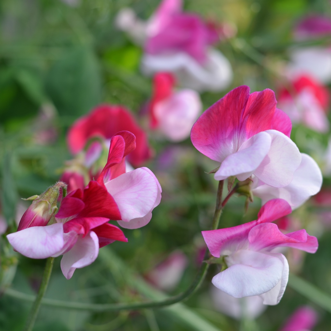 Sweet Pea Little red riding Hood in the GardenTags plant encyclopedia